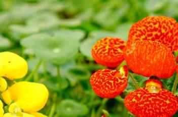 蒲包花的繁殖方法 蒲包花的繁殖方法