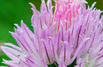 小花葱 小花葱和大花葱的区别