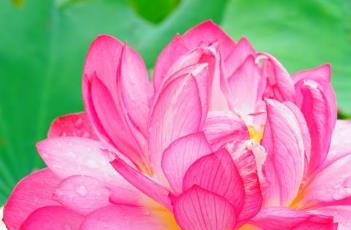 紫气东来（紫气东来香烟）