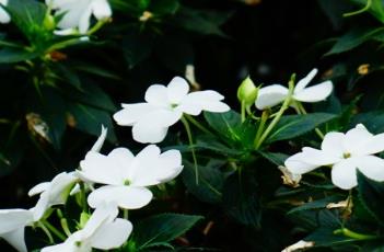 新几内亚凤仙花的生长习性 新几内亚凤仙花的生长习性