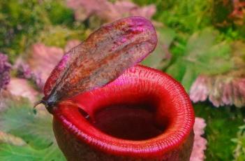 马桶猪笼草（马桶猪笼草图片）