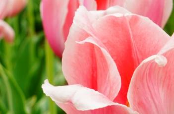 肉色印记郁金香