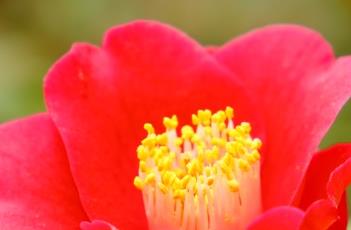 山茶花的养殖方法