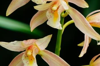 象牙虎头兰 象牙虎头兰