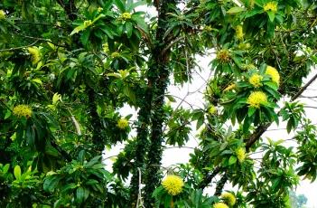 金蒲桃的栽培技术