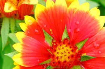 野火宿根天人菊