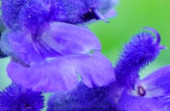 蓝花鼠尾草 蓝花鼠尾草