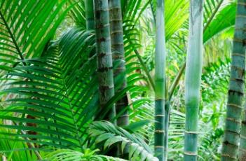 马达加斯加散尾葵