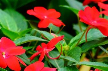 新几内亚凤仙花的养护方法 新几内亚凤仙花的栽培技术是什么