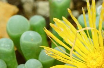 五十铃玉 五十铃玉多肉图片