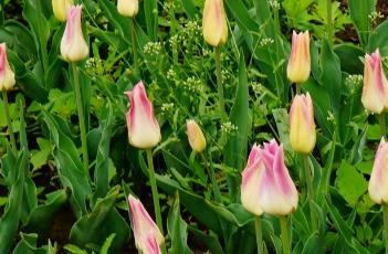 端庄小姐郁金香