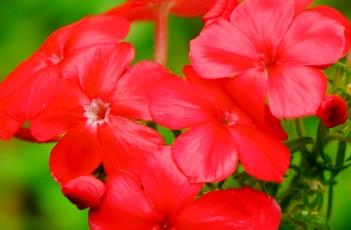 21世纪爱国者福禄考