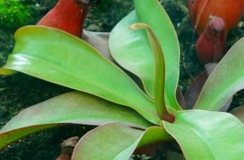 血腥玛丽猪笼草