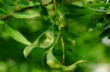 山皂荚 山皂荚