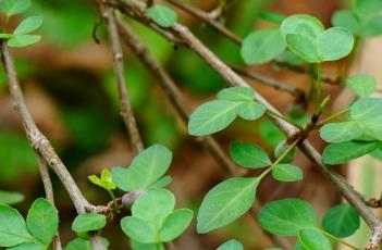 芬芳橄榄 芬芳橄榄养护