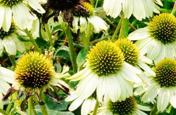 松果菊的繁殖方式