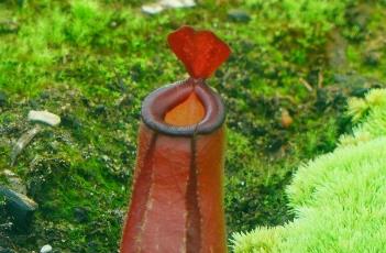 血腥玛丽猪笼草