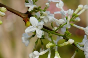 白丁香 白丁香阅读理解