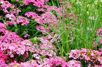 须苞石竹的繁殖方法 须苞石竹的繁殖方法