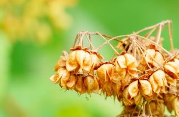 风箱果(金叶风箱果)