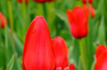 红色骄傲郁金香