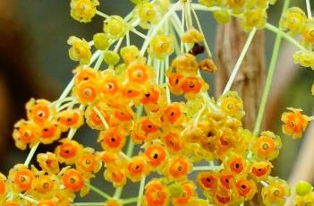 扁担藤 扁担藤果实