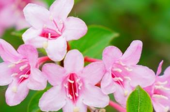 锦带花（锦带花图片大全）