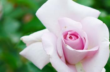 蓝丝带(蓝丝带的故事)