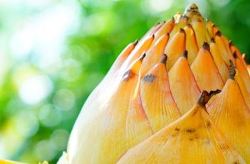 地涌金莲（地涌金莲的养殖方法和注意事项）