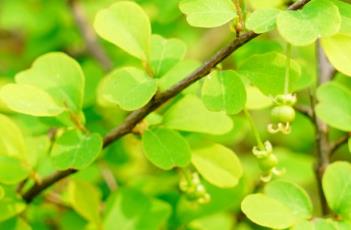 巫溪叶底珠 巫溪邵碧清