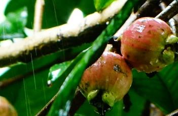 阔叶蒲桃 阔叶蒲桃花