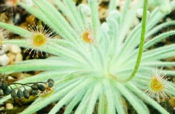 布鲁姆斯茅膏菜