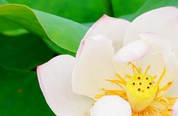 喜笑颜开（喜笑颜开的意思）