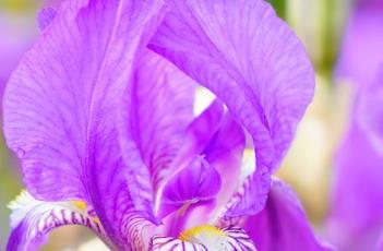 鸢尾的栽培技术