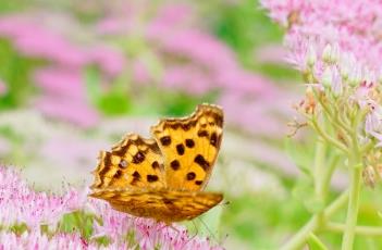 盆栽八宝景天的养殖方法