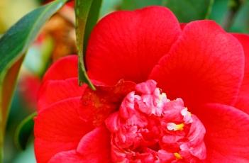 山茶花掉叶子的原因