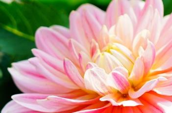 盆栽小丽花的养殖方法