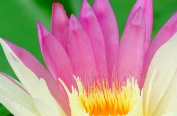 金色光环（金色光环图片）