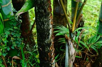 马达加斯加散尾葵