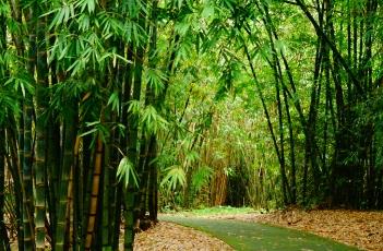 马来甜龙竹(马来甜龙竹种植效益)