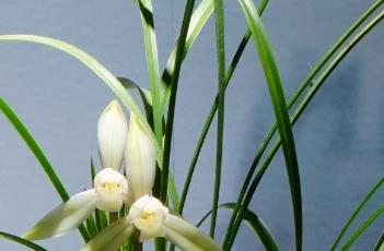 春兰的养殖方法 春兰的养殖方法和注意事项 盆栽