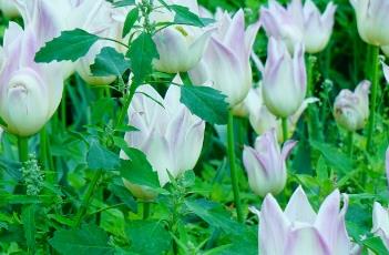 端庄小姐郁金香