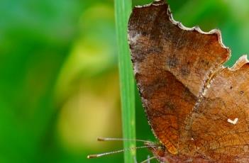 盆栽八宝景天的养殖方法