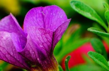 超级苏蓓卡舞春花