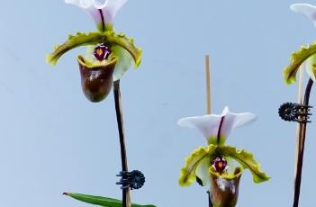 白旗兜兰 白旗兜兰最早发现于北部缅甸的阿萨姆邦