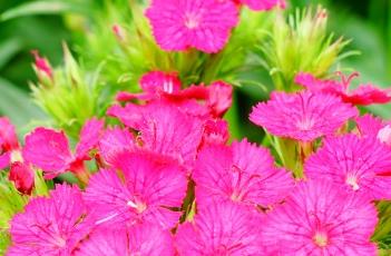 须苞石竹的繁殖方法 须苞石竹怎么繁殖