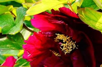 黑花魁牡丹（牡丹花王）