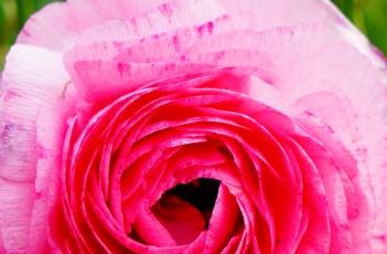 花谷花毛茛 植物花毛茛