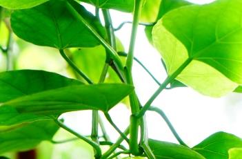 翅茎白粉藤 翅茎白粉藤百度百科