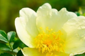 黄刺玫 黄刺玫图片大全